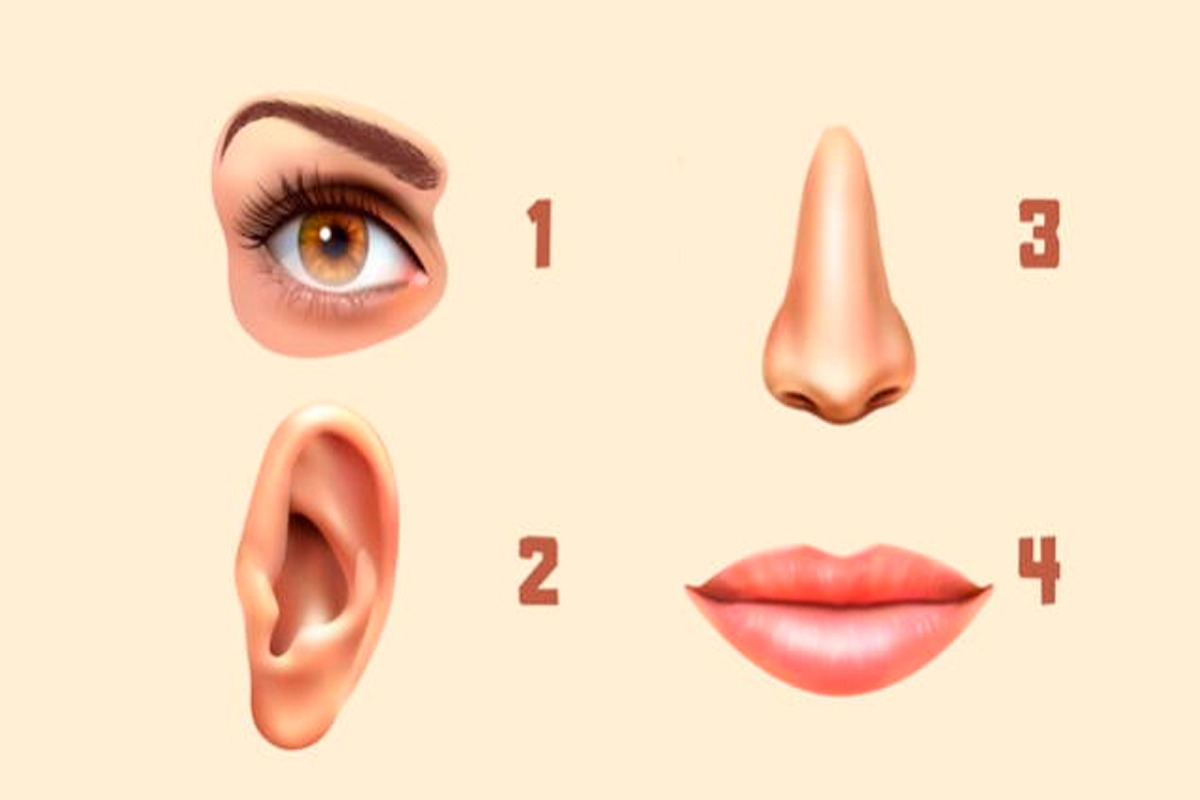 Te muestro cuatro opciones en esta imagen: ojos, nariz, oreja y labios. Escoge la parte que más te guste de tu cuerpo y conocerás los resultados del test de personalidad. | Foto: genial.guru