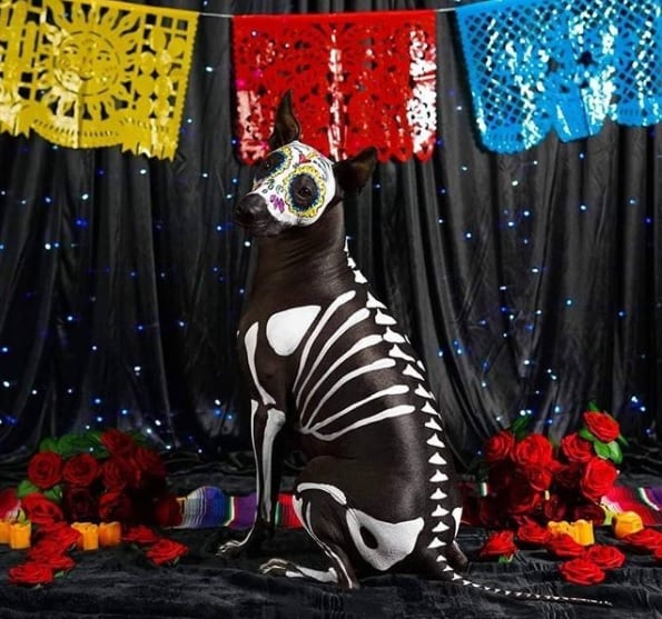 Al morir una persona, uno de estos caninos era sacrificado para que le ayudara a cruzar el río Apanohuacalhuia (Foto: Amoxtli_andante/Instagram)