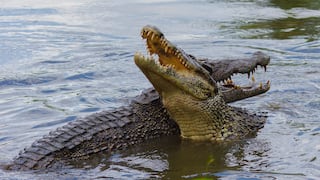 Dos enormes cocodrilos provocan terror al protagonizar una salvaje pelea en una cancha de golf 