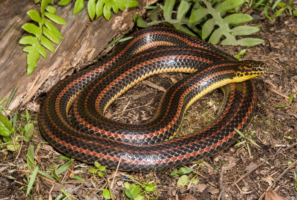 La FWC pidió ayuda ciudadana para localizar a la rara serpiente arcoíris en Florida. | Crédito: FWC