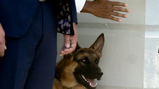‘Comander’, el perro de Joe Biden y las más de 10 veces que mordió a alguien en la Casa Blanca