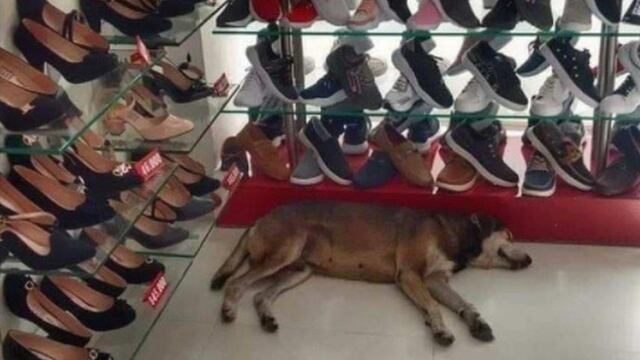 Gerente de zapatería se negó a echar a un perro que había entrado a su tienda a pesar de los reclamos de una mujer