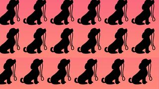 ¿Podrás encontrar al perrito diferente en la imagen? Solo un 3% de las personas lo logra
