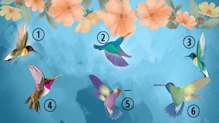 Si quieres saber cómo eres realmente, escoge un colibrí