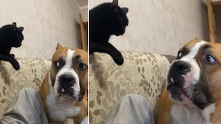 La singular reacción de un gato al ver que un perro quiere sacarlo del sofá
