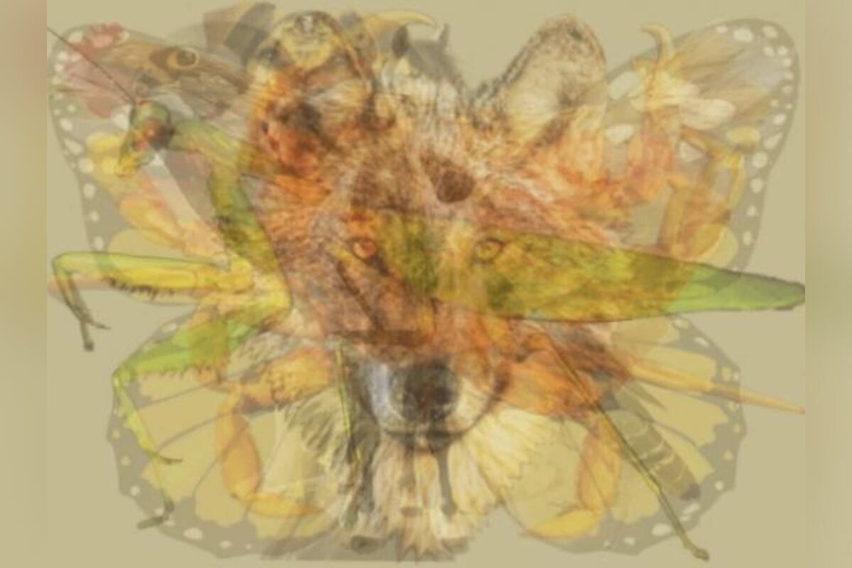 TEST DE PERSONALIDAD | Realiza este test de personalidad basado en una ilusión óptica y descubre cuál de los nueve animales ves primero. Conoce quién eres realmente. | yourtango.com