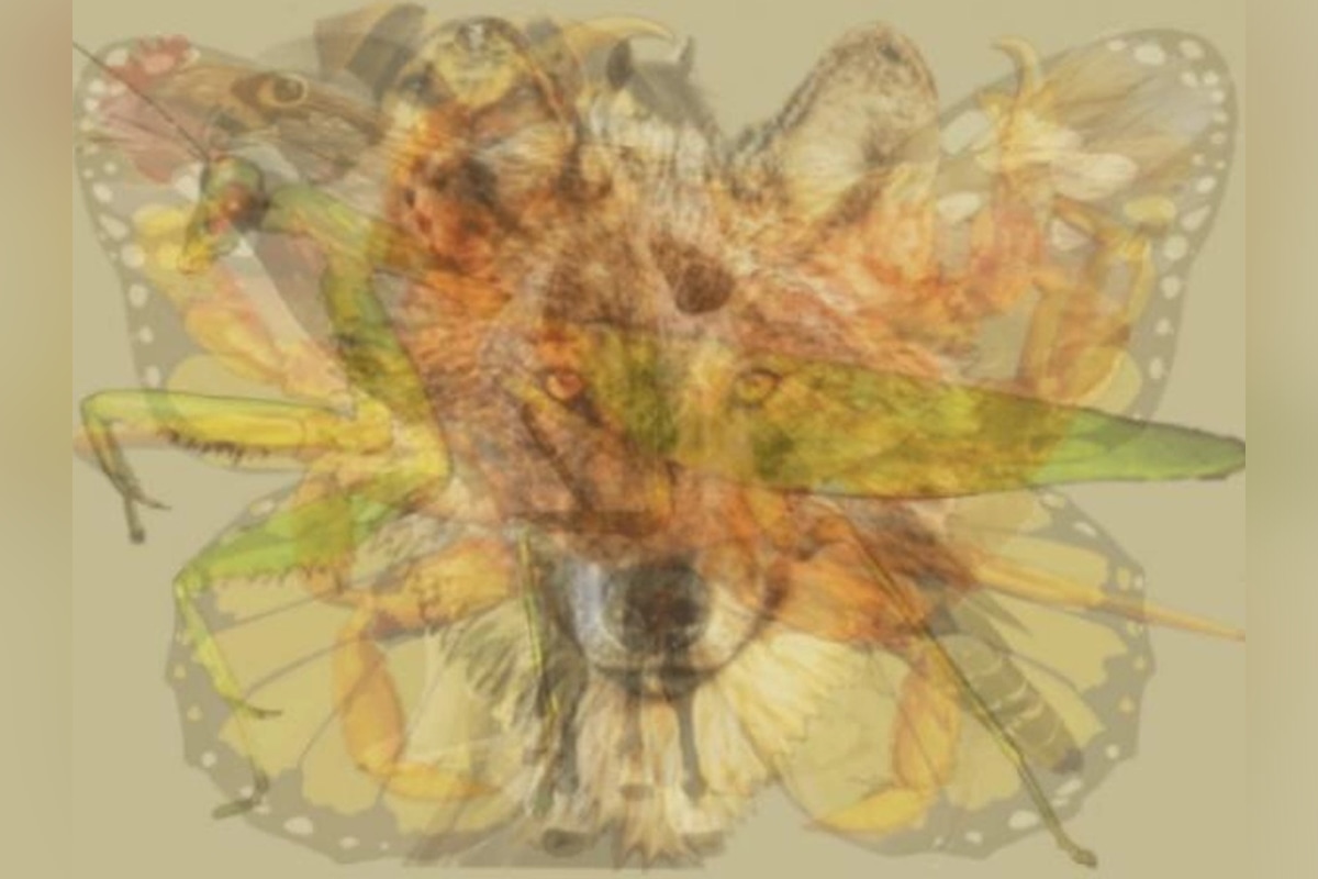 TEST DE PERSONALIDAD | Realiza este test de personalidad basado en una ilusión óptica y descubre cuál de los nueve animales ves primero. Conoce quién eres realmente. | yourtango.com