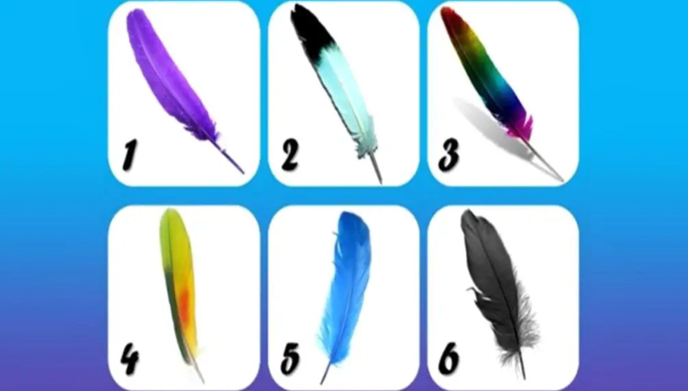 TEST VISUAL | En esta imagen se puede apreciar muchas plumas. Indica cuál es tu favorita. (Foto: namastest.net)