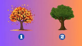 Elige uno de los árboles en esta imagen y descubre cuál es tu mentira más común
