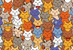 Reto visual: ¿puedes encontrar al conejo escondido entre los gatos en menos de 7 segundos?