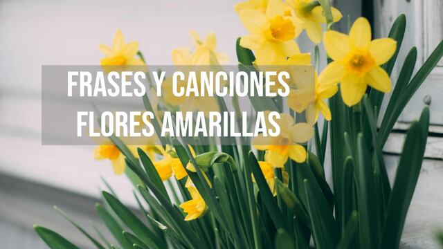 10 frases y canciones bonitas para dedicar junto a tus flores amarillas este 21 de marzo en México