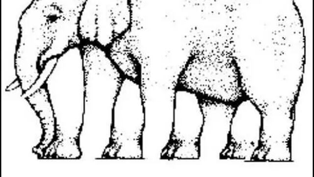 ¿Puedes resolver este acertijo visual? Responde cuantas patas tiene el elefante