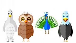 ¿Qué ave se ‘robó’ tu atención? Contesta y averiguarás cómo eres