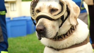 ¡Perros contra el COVID-19! Investigadores adiestran a canes para combatir el coronavirus
