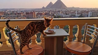 Gato se convierte en una celebridad de Internet por tener “la mejor vista para comer”