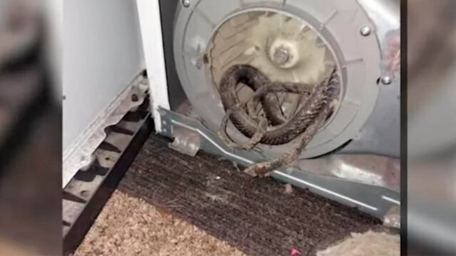 “Está muerta”: una familia de Florida descubre una enorme serpiente en su secadora