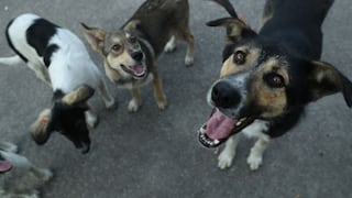 Tendencia ‘pet friendly’: convierte tu bodega en un imán de nuevos clientes