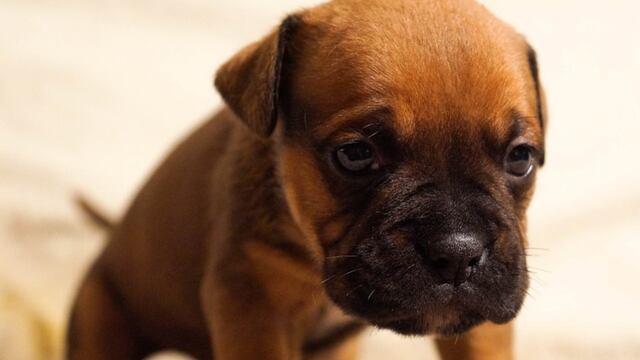 Lo más tierno que verás hoy: un perrito y su dueña se ‘comunicaron’ conmueven las redes tras realizar una videollamada