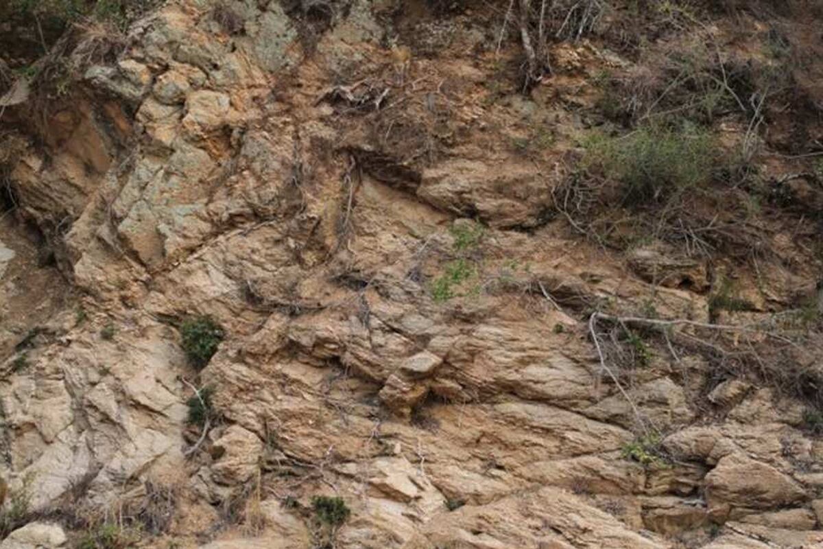 DESAFÍO VISUAL | ¿Eres el indicado para este desafío? Encuentra al venado en la imagen en solo 6 segundos y demuestra tu conexión con la naturaleza.