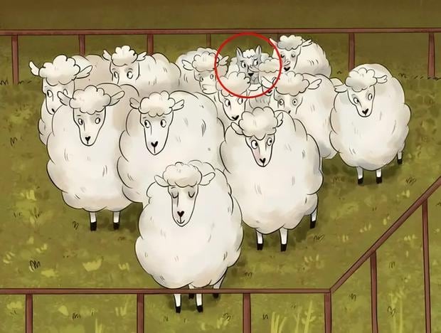 Encuentra al lobo escondido entre las ovejas en menos de 5 segundos (Foto: GenialGuru).