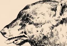 Calcula tu nivel de inteligencia encontrando a la persona oculta en la figura del oso