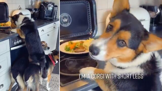 Perros causan gran sorpresa al trabajar en equipo para ‘robar’ la comida de una cocina