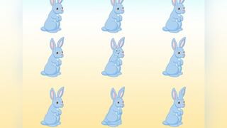 Trata de identificar en 11 segundos cuántos conejos hay en la imagen de este desafío visual