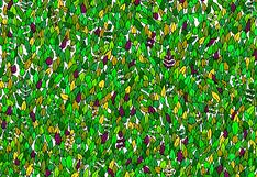 Desafío visual: encuentra la rana oculta entre las hojas en menos de 11 segundos