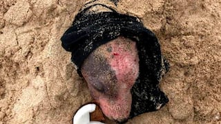 Caminaba por una playa en Hawái y encontró enterrada viva a una perrita que había sido maltratada