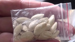 Planta semillas “misteriosas” que le llegaron de China y no creerás como terminó [VIDEO]