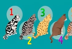 Descubre tu principal fuente de felicidad aquí, con solo elegir uno de los gatos