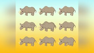 Prueba tu vista detectando el número total de rinocerontes en la imagen en 11 segundos
