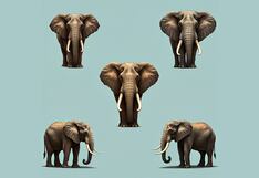 Elige un elefante y descubre tu meta para el 2025