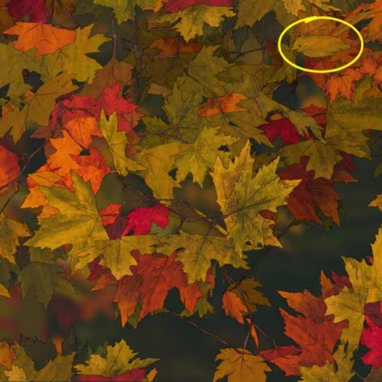 Descubre al pajarito camuflado entre las hojas: solo el 10% logra encontrarlo en menos de 10 segundos (foto: Depor)