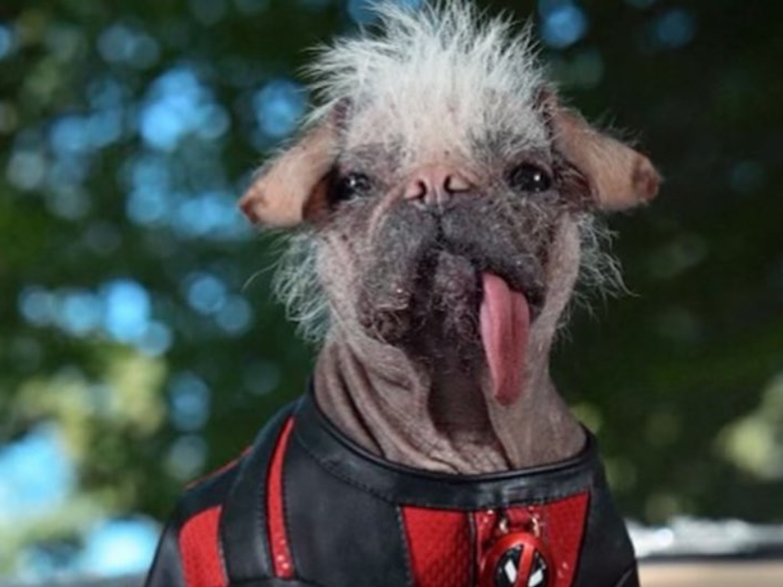 Dogpool es uno de los personajes confirmados para "Deadpool 3" (Foto: Ryan Reynolds / X)