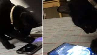 Gato sorprende a usuarios al apagar la alarma de un celular ‘para que su dueño siga durmiendo’
