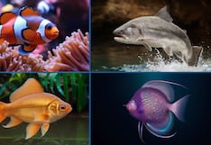 Descubre qué piensan las personas sobre ti según el pez que elijas en la imagen