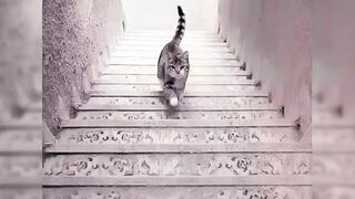 Conoce si eres inteligente según mires que el gato baja o sube las escaleras