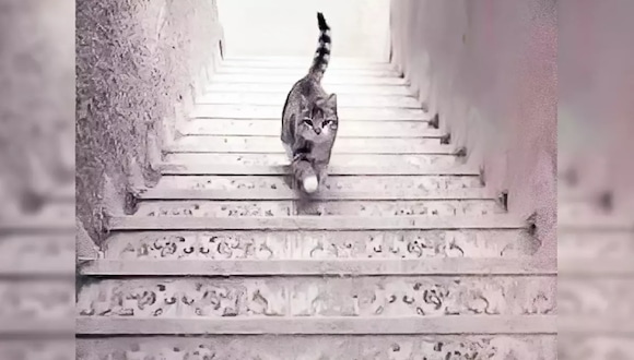 Test visual: descubre si eres inteligente según veas que el gato sube o baja las escaleras (Foto: GenialGuru).