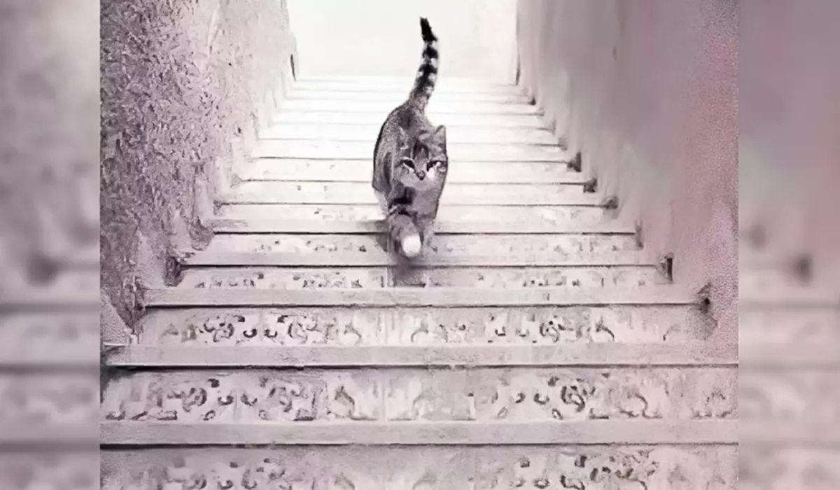 Test visual: descubre si eres inteligente según veas que el gato sube o baja las escaleras (Foto: GenialGuru).