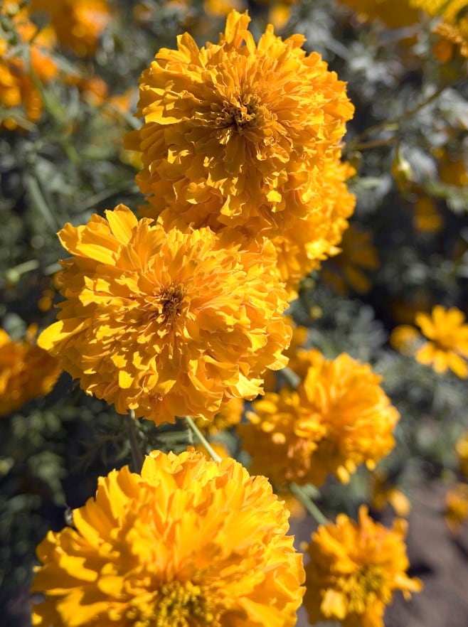 La flor de cempasúchil crece durante el otoño en México (Foto: AFP)
