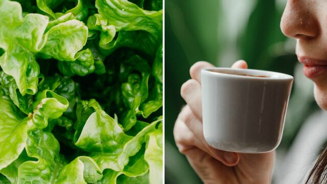 Cómo preparar un té de lechuga y dormir placenteramente