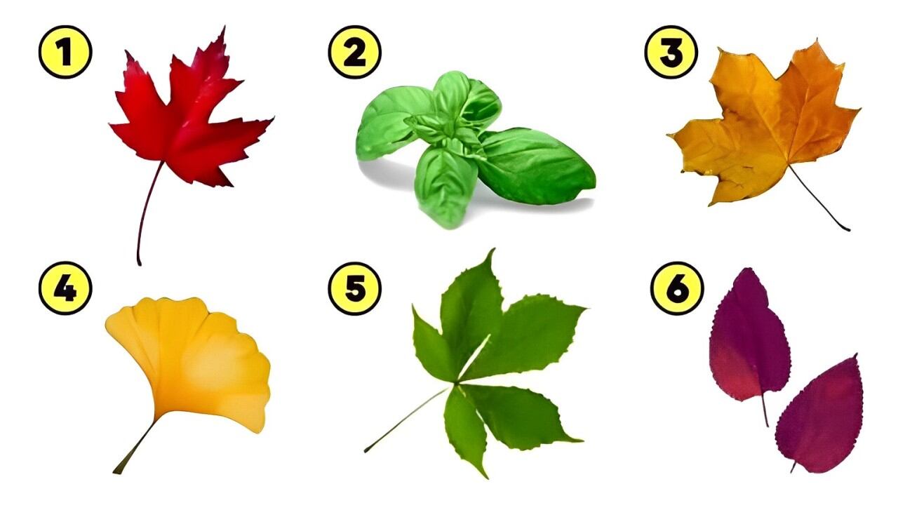 Elige una de las hojas en esta imagen para descubrir cuál es tu verdadero valor (Foto: Namastest).