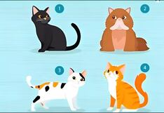 Elige uno de los gatos y descubre qué buscas exactamente en una pareja