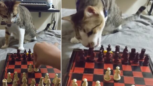 Gato que ‘juega ajedrez’ con su dueña se vuelve una celebridad en redes