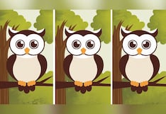 Choose one of the three owls in this image to discover how intelligent you are