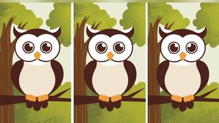 Choose one of the three owls in this image to discover how intelligent you are