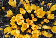 El significado de soñar con flores amarillas ¿Un buen augurio o mal presagio?