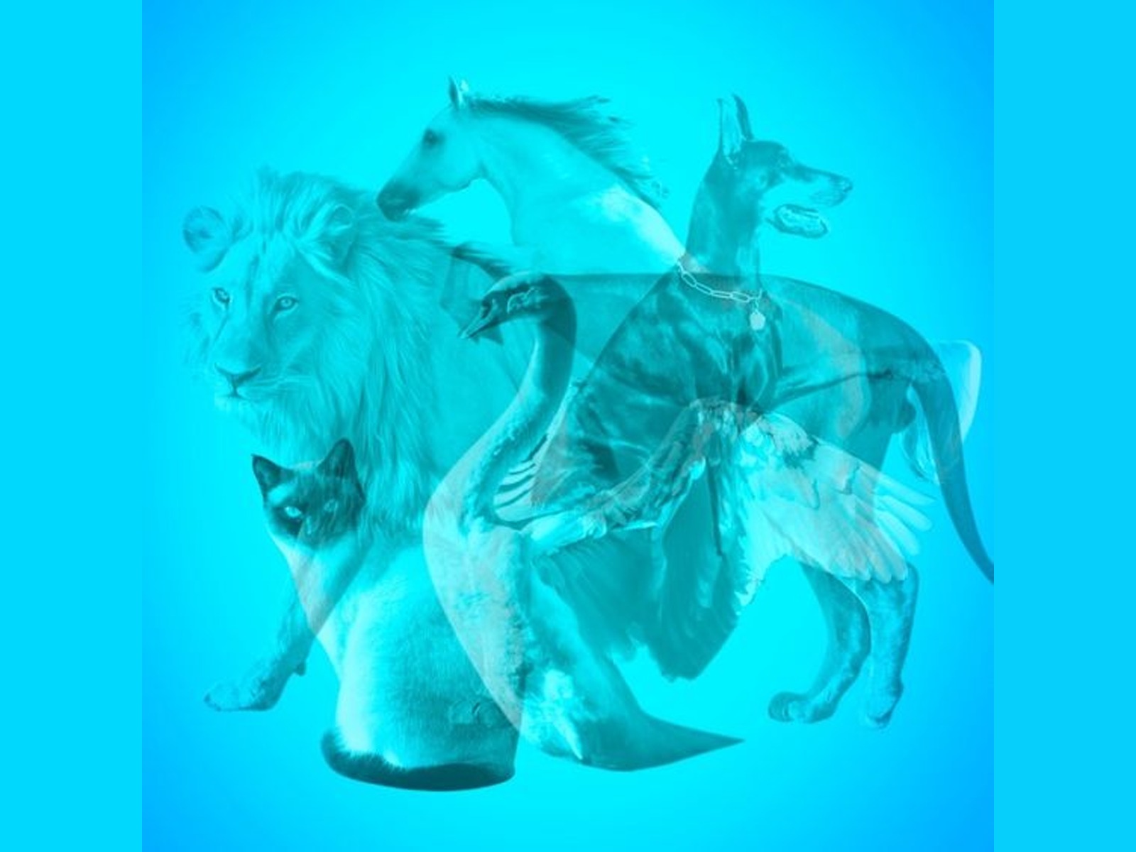 ¿Qué animal viste primero? Tu respuesta te revelará detalles sorprendentes sobre tu forma de ser. ¡Anímate a realizarlo y comparte tus resultados con tus amigos!