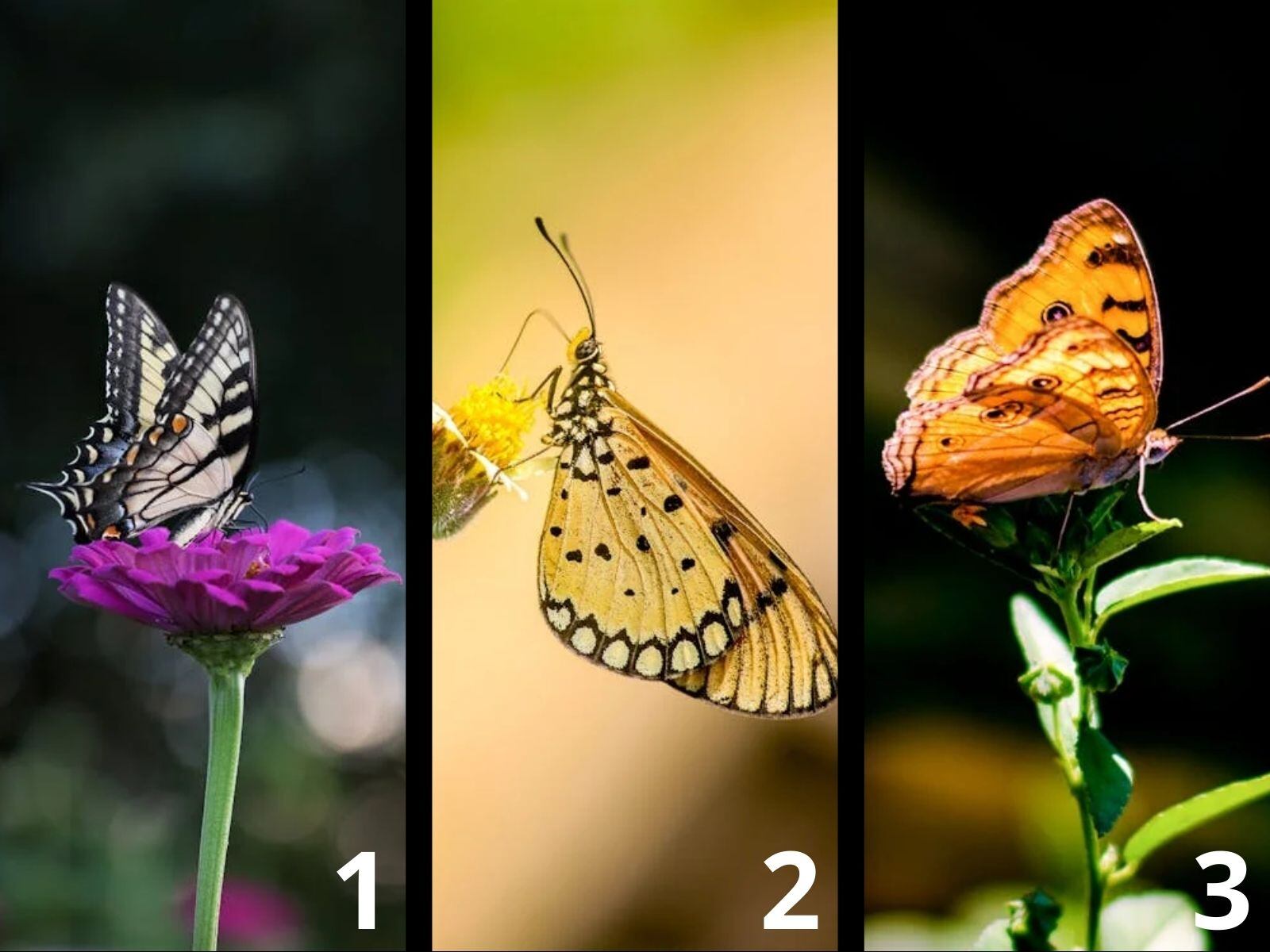 TEST VISUAL | Este tipo de insectos se encuentran en todas las ciudades del mundo. (Foto: Composición Freepik / Depor)